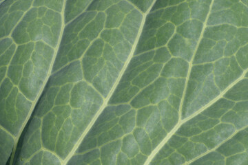 Top view of a garden flower leaf close up