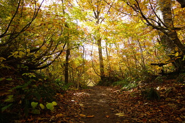 Obraz premium Autumn landscape. Autumn is a wonderful time of the year, with beautiful colors and a peaceful atmosphere around, Japan