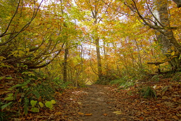 Autumn landscape. Autumn is a wonderful time of the year, with beautiful colors and a peaceful atmosphere around, Japan