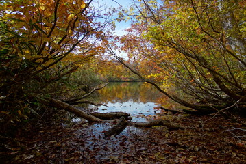 Autumn landscape. Autumn is a wonderful time of the year, with beautiful colors and a peaceful atmosphere around, Japan