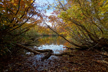 Autumn landscape. Autumn is a wonderful time of the year, with beautiful colors and a peaceful atmosphere around, Japan