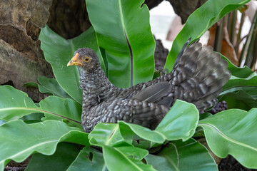 Beautiful colorful chicken, red comb. a crown on head