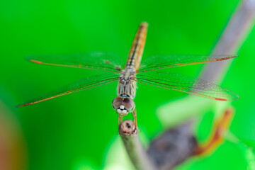 Closeup and Selective Focus Dragonfly is on tree branch in the nature.