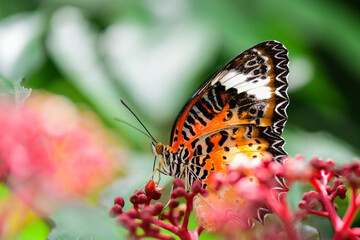 Closeup Butterfly Looking for sweet nectar on the Red  Flowers in nature.