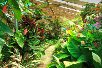 A greenhouse full of colorful tropical plants and flowers: anthuriums, peace lilies, zebra plants, begonias and more