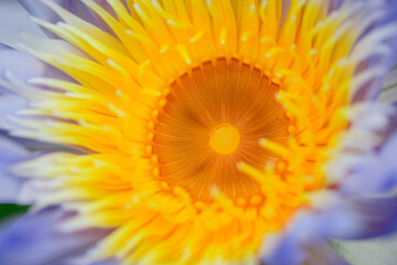 Closeup Purple lotus to see the beauty of the pollen,Nectar for insect food.