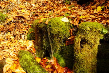 Autumn landscape. Autumn is a wonderful time of the year, with beautiful colors and a peaceful atmosphere around, Japan