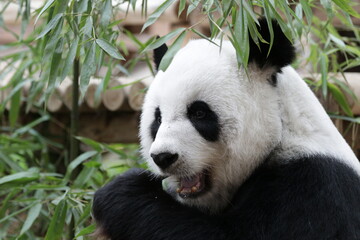Obraz premium Close up Fluffy Panda Eating Bamboo