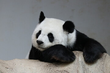 Obraz premium Fluffy Giant Panda Eating Bamboo Shoot, Thailand
