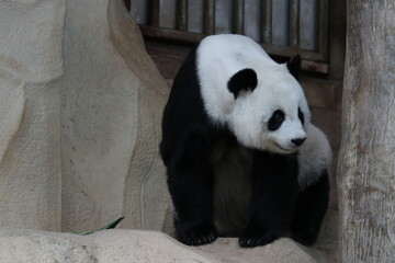 Obraz premium Cute Female Panda in Thailand