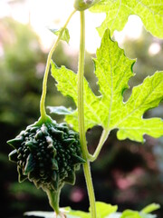 Bitter Gourd with a leaf good for health