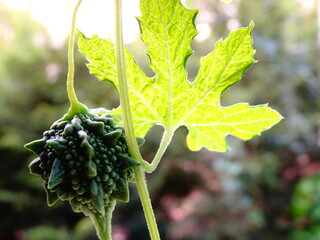 Bitter Gourd with a leaf good for health