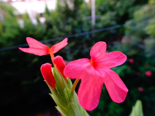 Pink colored beautiful flowers with background