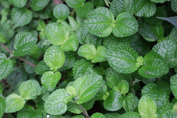 mint leaves in the garden © foreverhappy