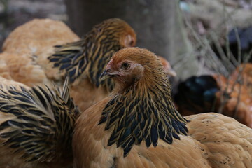 Close up Giant Chicken, Brahma Chicken