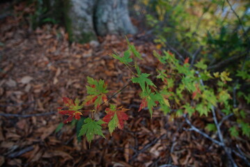 Autumn landscape. Autumn is a wonderful time of the year, with beautiful colors and a peaceful atmosphere around, Japan