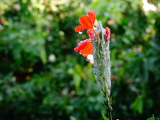 Pink colored beautiful flowers with background