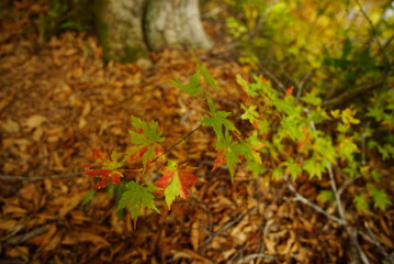 Autumn landscape. Autumn is a wonderful time of the year, with beautiful colors and a peaceful atmosphere around, Japan