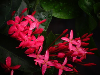 Pink colored beautiful flowers with background