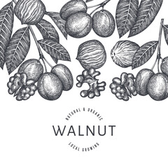 Hand drawn sketch walnut design template. Organic food vector illustration. Retro nut illustration. Engraved style botanical background.