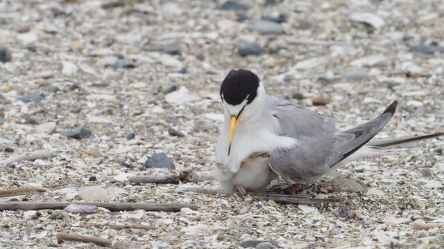 コアジサシ親子(little tern)