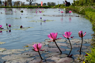 Water lily Nymphaea tetragona