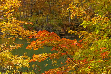 Autumn landscape beautiful colored trees. wonderful picturesque background. color in nature, Japan