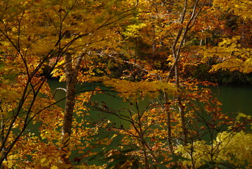 Colorful autumn landscape.Nature background. the lake in the autumnal forest, Japan