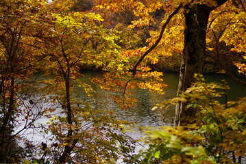 Fototapeta na wymiar Colorful autumn landscape.Nature background. the lake in the autumnal forest, Japan