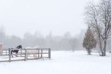 Thoroughbred horses on farm side view