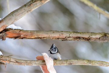 Forest birds live near the feeders in winter