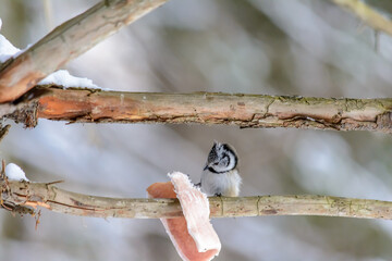 Forest birds live near the feeders in winter