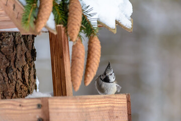 Forest birds live near the feeders in winter