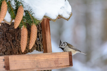 Forest birds live near the feeders in winter