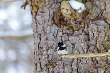Forest birds live near the feeders in winter