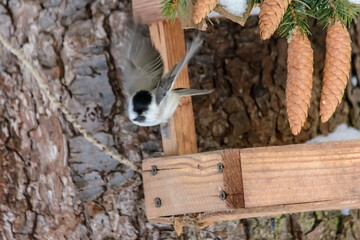 Forest birds live near the feeders in winter