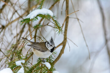 Forest birds live near the feeders in winter