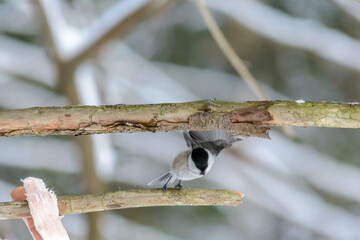 Forest birds live near the feeders in winter