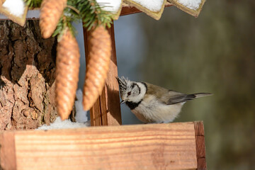 Forest birds live near the feeders in winter