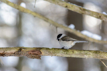 Forest birds live near the feeders in winter