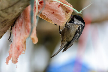 Forest birds live near the feeders in winter