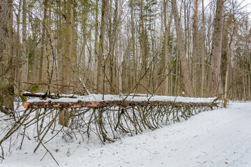 The colors of nature in cold winter