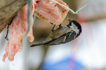 Forest birds live near the feeders in winter
