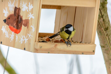 Forest birds live near the feeders in winter