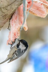 Forest birds live near the feeders in winter