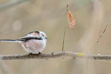 Forest birds live near the feeders in winter