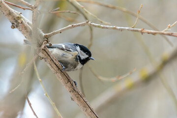 Forest birds live near the feeders in winter