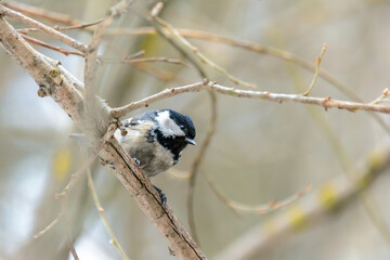 Forest birds live near the feeders in winter