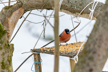 Forest birds live near the feeders in winter