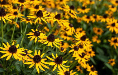Close up of yellow black eyed susan flowers, daisies, Daisy, bouquet, meadow of flowers, bright yellow flowers, bunch, decorative, picking 